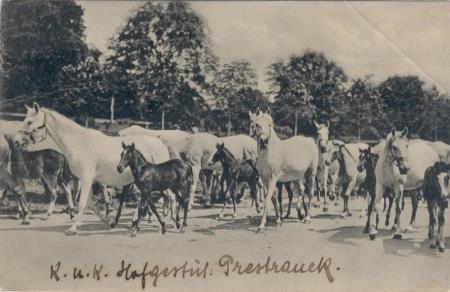 razglednica lipicanci